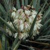 Banana Yucca #5 - Image 2